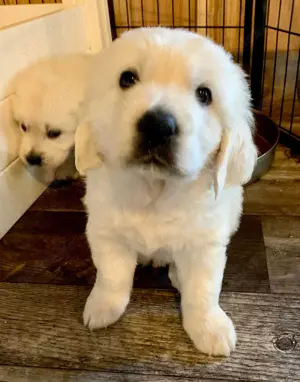 Goldige Glücksbündel auf vier Pfoten   Unsere Golden Retriever Welpen
