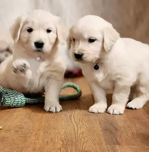 Golden Retriever Pärchen sucht sein neues Zuhause