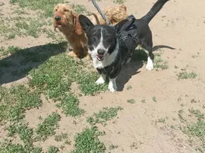 Pommi sucht ein Zuhause Bild 4