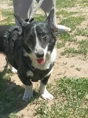 Pommi sucht ein Zuhause Bild 3