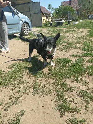 Pommi sucht ein Zuhause Bild 2