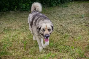 *NIKAN* Der Rüde liebt die Menschennähe, geht gerne Gassi und braucht Beschäftigung