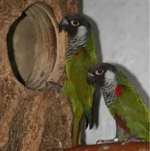 Salvadori-Weißohrsittich