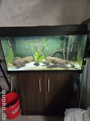 Axolotl (Pärchen)mit Aquarium 