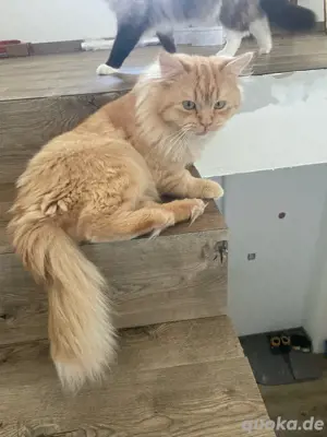 ragdoll kater rot 