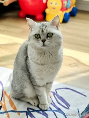 Deckkater BKH Silver Shaded