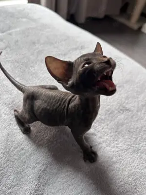 Sphynx Katze, kitten, Katzenbabys 