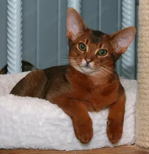 Abessinierkater sucht neues Betätigungsfeld