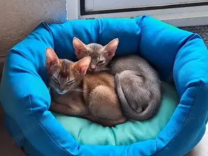 Minipuma sucht liebe Dosenöffner