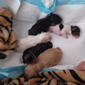 !!!Deckrüde Yorkshire Terrier!! Bild 10