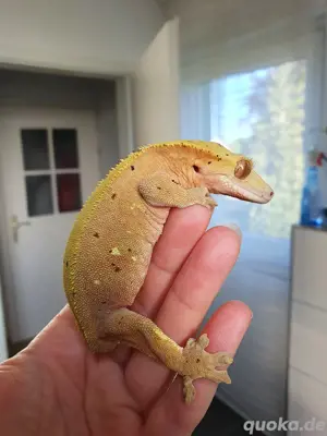 0.1 Correlophus ciliatus Kronengecko Weibchen Dalmatiner 
