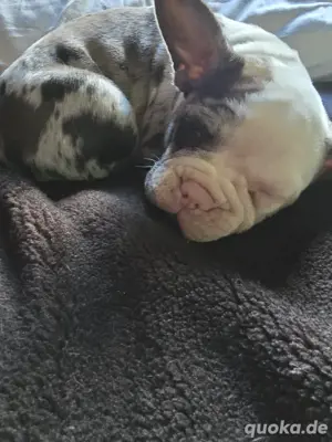 Französische Bulldoggen zu verkaufen  Bild 3