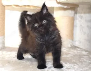 Maine Coon Kitten reinrassig 