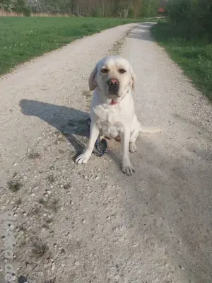 süsse Chanty sucht 