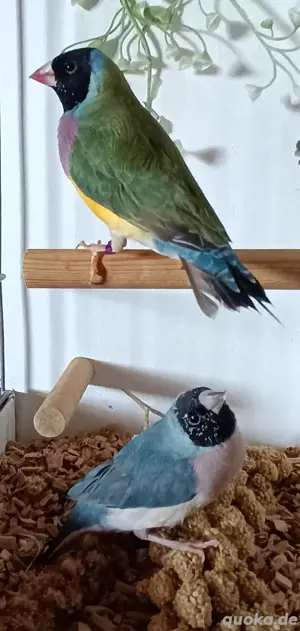 Gouldamadinen Jungtiere blutsfremd Vögel  Bild 2