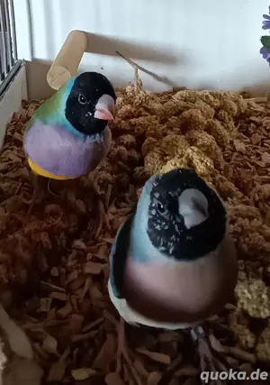 Gouldamadinen Jungtiere blutsfremd Vögel 