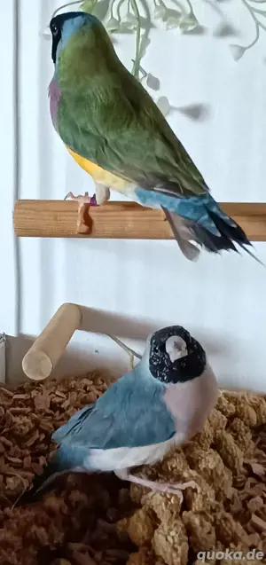 Gouldamadinen Jungtiere blutsfremd Vögel  Bild 3