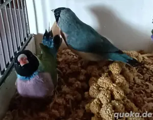 Gouldamadinen Jungtiere blutsfremd Vögel  Bild 4