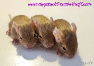 Degu Babys - Jungtiere - Sand Agouti - Jungs Mädels