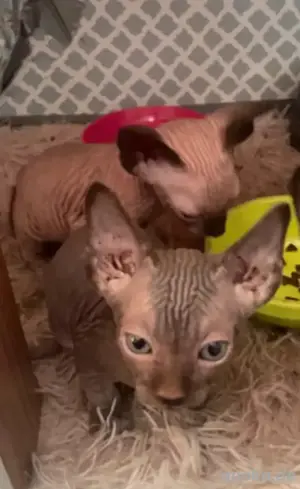 Sphynx-Kätzchen verfügbar
