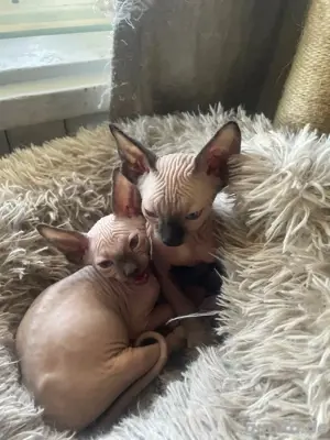 Wunderschöne Sphynx-Kätzchen   noch 5 verfügbar
