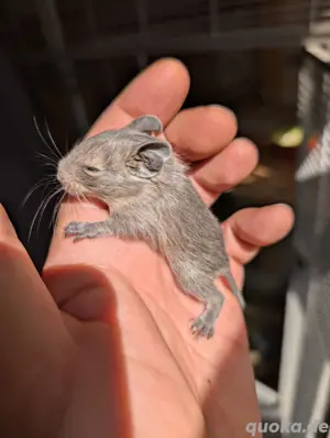 Degu Babys seltene Rasse erstklassige Zucht 