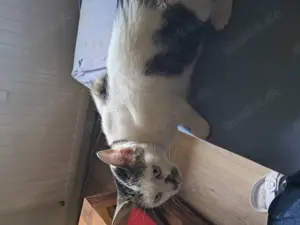 Ich suche eine 2 Katze Männchen oder Weibchen 