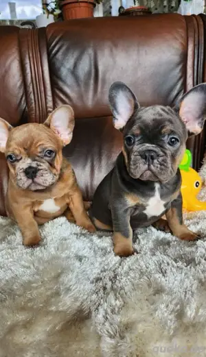 Französische Bulldogge Welpen