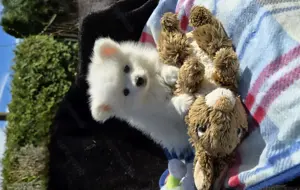 süsser kleiner Spitz Niko