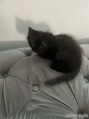 ich musste grad ein liebes,volles Haus mit Garten