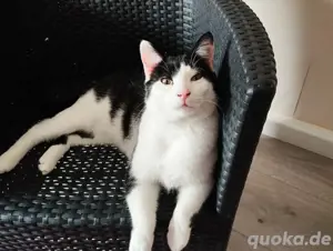 Kater sucht ein liebes volles zuhause 