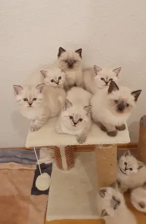 Britisch Kurzhaar Katzenbaby BkH