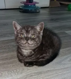 BKH Kitten, 12 Wochen, Weibchen. Abgabebereit!
