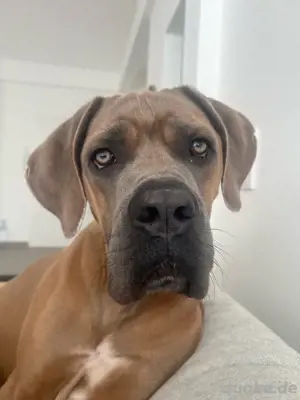 Cane Corso Formentino Rüde 13 Monate kastriert