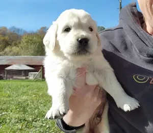 Das perfekte Duo: Unser Golden Retriever Pärchen 