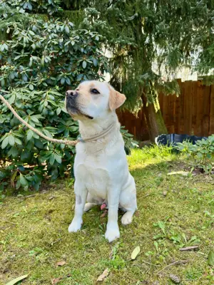 Labrador Rüde 2 Jahre