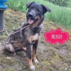 Mindy, wunderhübsche katzenverträgliche Schäferhund Mix