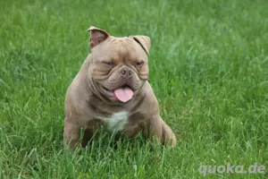 American Bully Exotic Bully