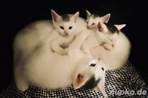  "Siam - Mix" Kitten dürfen bald ausziehen