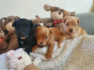 Süße kleine Maltipoo Welpen in Apricot* Toy Pudel* Malteser ähnlich wie Havapoo