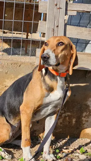 MARGO   eine sanfte Beagle-Seele sucht ihr Für-Immer-Zuhause