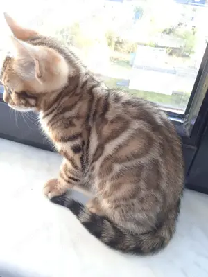 Bengalkatze Katzen & Katzenbabys in Saarlouis kaufen, verkaufen & zu