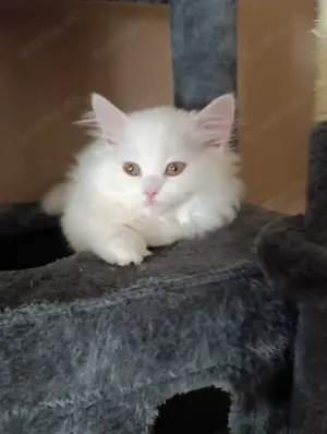   BKH Katzenbaby sofort Abholung 1 Mädchen 