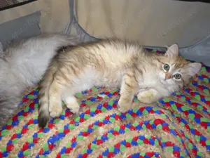 Sibirische Katzenbabys mit Stammbaum