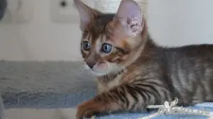 Toyger Kätzchen Bild 2