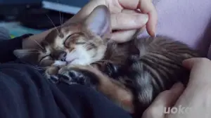 Toyger Kätzchen Bild 6