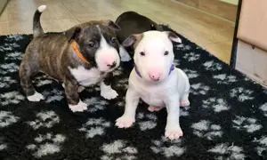 Miniature Bull Terrier Welpen mit Ahnentafel 