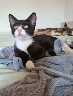 Happy  Kuscheliger Kater sucht liebevolles Zuhause.