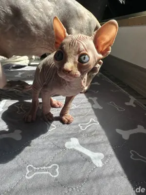Sphynx Kitten Kater