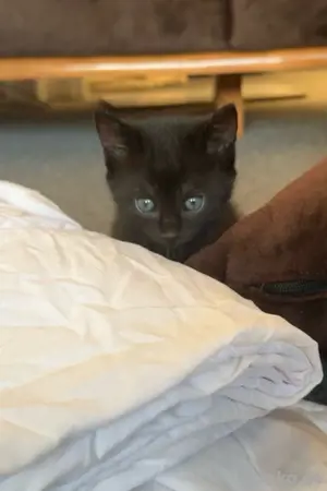 kitten katzen babys 